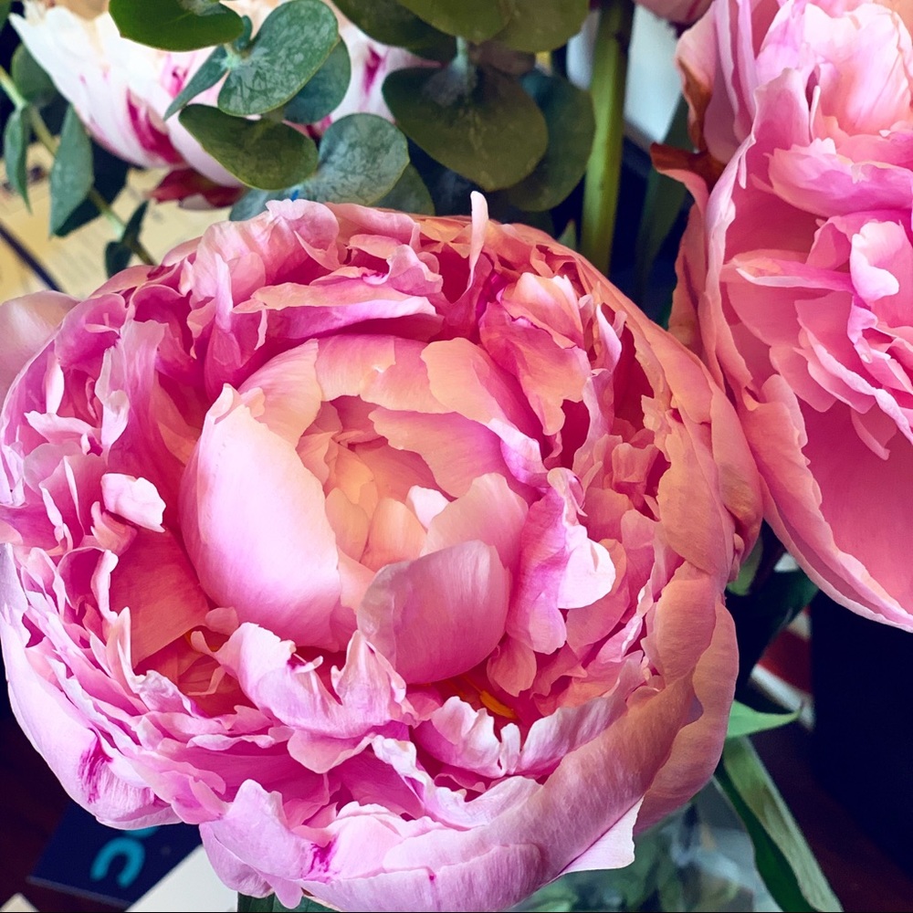 Meet your Posher, Maria